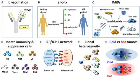 Frontiers Vγ9vδ2 T Cells As Strategic Weapons To Improve The Potency