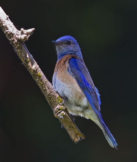 Western Bluebird Populations Expand In The Bay Area Kqed Science