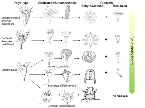 Medusa Production Evolutionary Development From Polydisc Strobilation