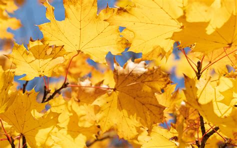 Download Wallpaper 3840x2400 Leaves Yellow Dry Autumn Maple 4k