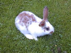 Iepurele de camp (lepus europaeus p.) masculul se numeste iepuroi, femela iepuroaica, puiul iepuras sau pui de iepure, iar exemplarele juvenile vatui sau soldani. Iepure - Wikipedia