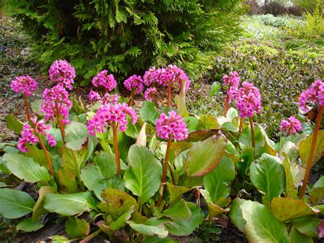 Die bergenie (bergenia) gilt als nahezu unverwüstlich und ist extrem langlebig. Bergenia cordifolia ⋆ Bast de Plantgigant