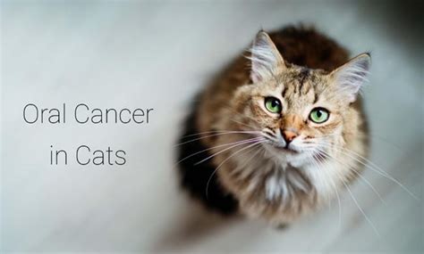 Factors that may increase the risk of oral scc include flea collars. Oral Cancer in Cats | Cat-World