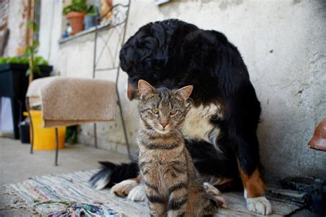 Bernese Mountain Dog With A Cat Stock Image Image Of Little Bernese