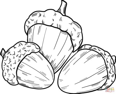 Acorn Coloring Pages