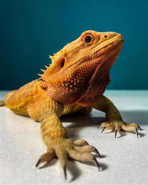 Dragon Lizard Learn About Nature