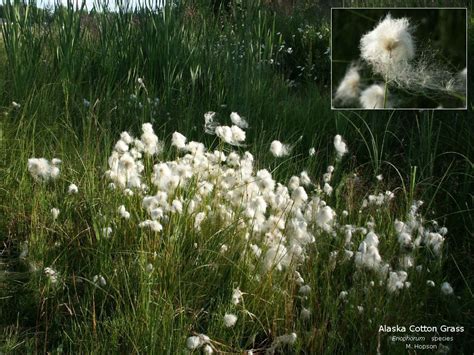 Eriophorum Scheuchzeri Aka Alaska Cotton Or Cotton Grass Totally