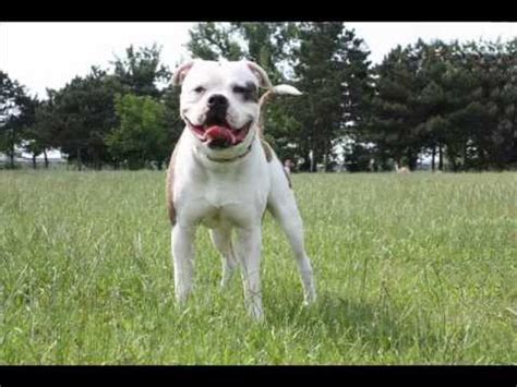 Standard & hybrid american bulldogs updated their cover photo. Mojo (american bulldog) - YouTube