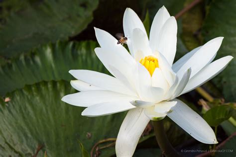 Names Of Flowers Found In Guyana | Best Flower Site