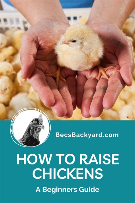 how to raise chickens a beginner s guide