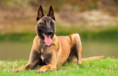 We breed working belgian malinois litters. Belgian Malinois: Puppies, Price, Temperament, Breed ...