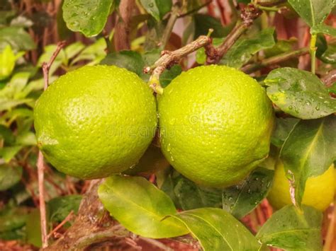 Unripe Lemon Stock Photo Image Of Lumps Lime Tree 14910038