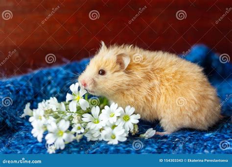 Cute Fluffy Hamster With Flowers On Blue Background Stock Image Image
