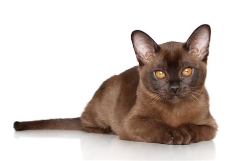 Burmese Cat Breed Information Traits Characteristics Facts And Photos