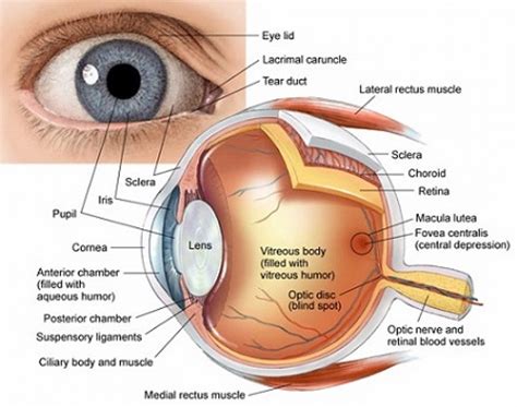 โครงสรางตา Eye anatomy Tuemaster เรยนออนไลน ม ปลาย