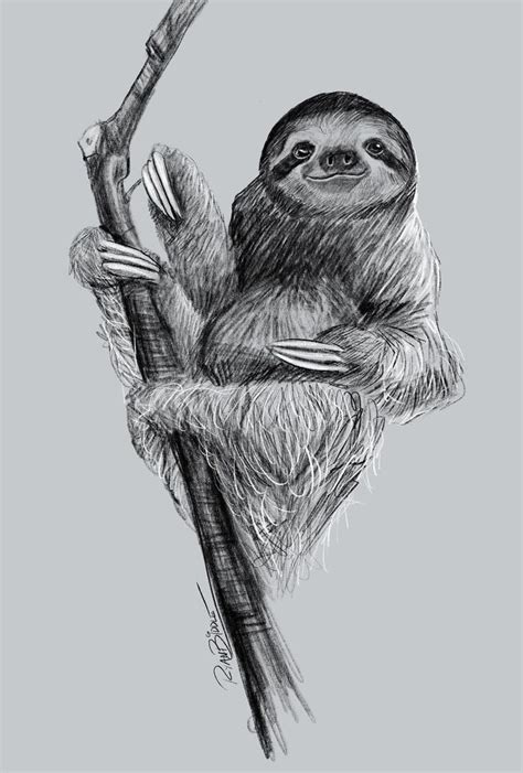 Sloth Art Drawing Etsy Sloth Art Sloth Art Drawings Sloth Drawing