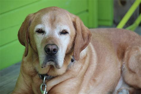 Homemade food for senior dogs. Make your own dog food? Some local pet owners swear by it