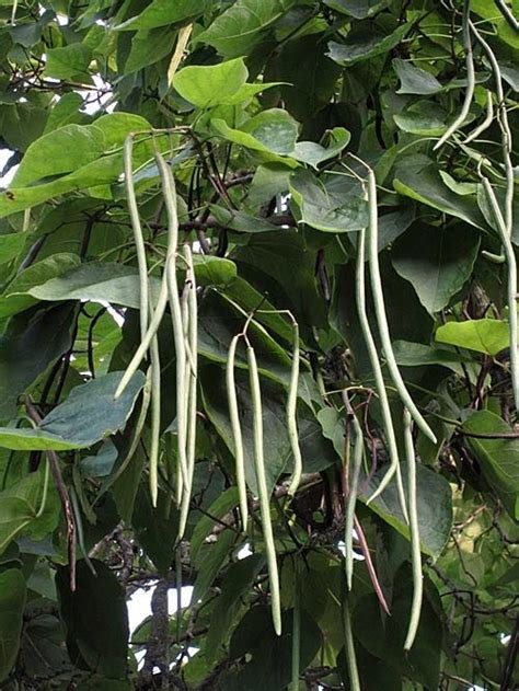 Well you're in luck, because here they come. catalpa seed pods and leaves | Tattoo Inspiration | Pinterest