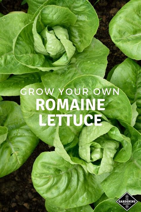 Growing Romaine Lettuce A Gardeners Checklist Gardening Channel