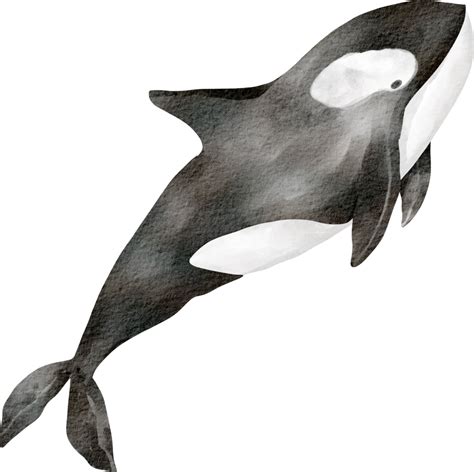 Sea animals png free unlimited png download