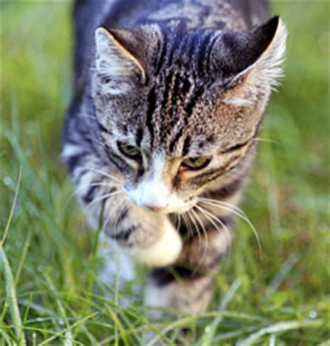 He doesn't inhale all the way or exhale all the way. Cat Breathing Problems - Feline Asthma - Wheezing and Can ...