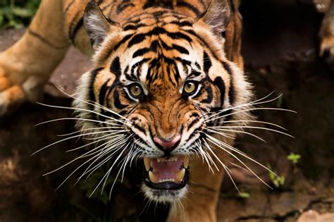 Download and use 500+ tiger stock photos for free. This Week's Wacky Wednesday: A New Twist to the Tale of ...