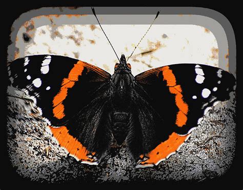 Black And Orange Moth1 Photograph By Sheri Mcleroy Fine Art America