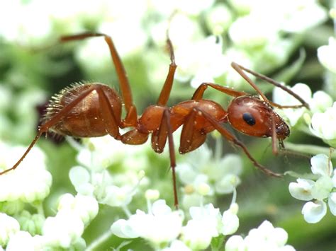 Field Ant Formica Incerta Bugguidenet