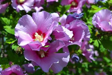 They keep blooming whether you deadhead the spent flowers or not, but this exercise keeps them neat. All Summer Blooming Shrubs | Garden planning, Shrubs, Bloom