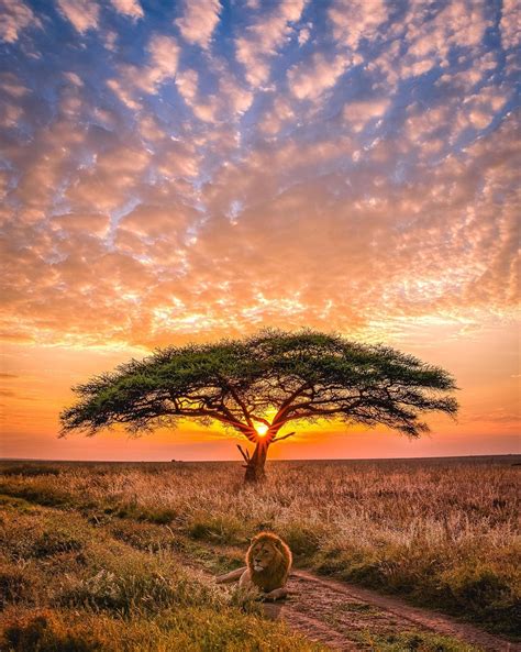 Sunset In Serengeti National Park Tanzania Rmostbeautiful