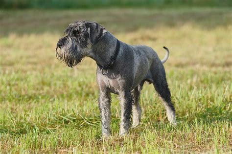 So i may not actually make it at all. Standard Schnauzer Dog Breed » Everything About Standard ...