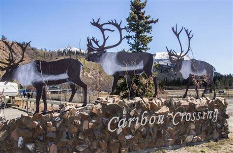 Caribou Crossing Photographs Roger Jett Photography