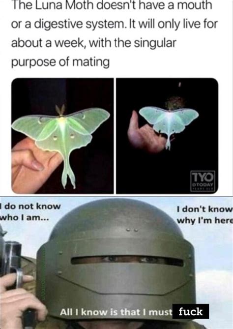 Moth Meme All I Know Is That I Must Kill Know Your Meme