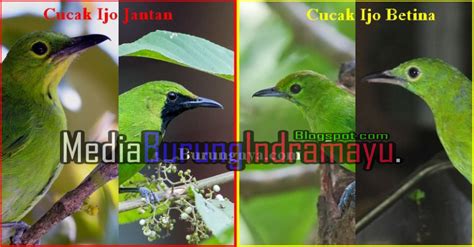 Kicaumania #pecintaburung #burungpeliharaan proses penjodohan silang cucak ranting jantan dan cucak ijo betina. Cara Membedakan Cucak Ijo Jantan dan Betina dari Bentuk Kepala hingga Kaki - Media Burung Indramayu