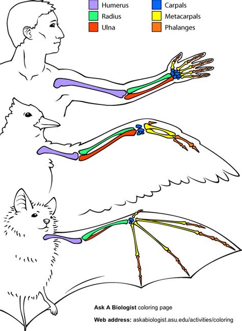 7 now tunnel bone the thigh and leg and wing bones. Chicken Head Anatomy - Anatomy Diagram Book