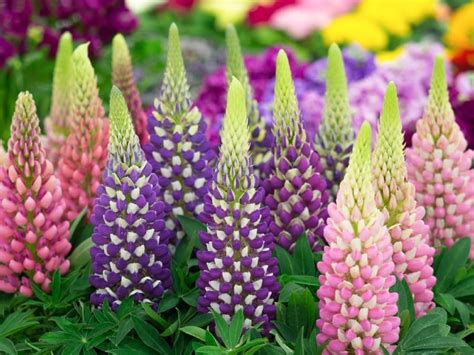 Do cut off the old flowers, so the plant's. 20 Luminous Perennial Flowers That Bloom All Season - DIY ...