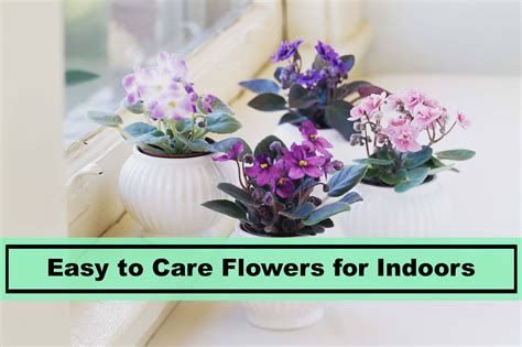14 Of The Best Easy Flowers To Grow Indoors Plants Spark Joy