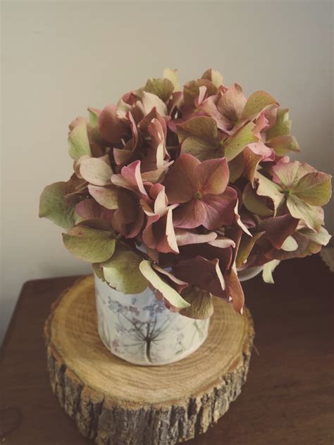 The more advanced the flower colour changing, the more durable. A handmade cottage: How to dry Hydrangea flowers