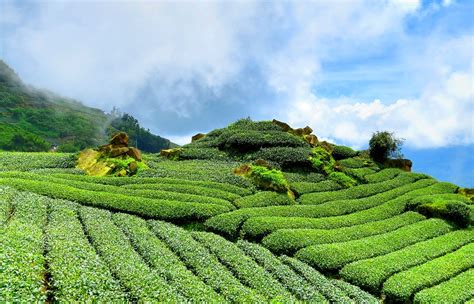 21+ Gambar Pemandangan Kebun Teh - Gani Gambar
