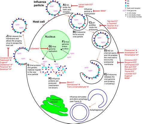 In general, the growth of influenza. Essential Oils to Prevent the Spread of Flu - Tisserand ...