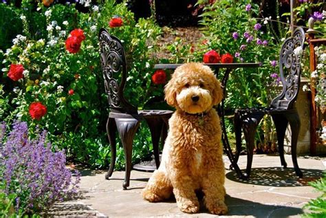 The goldendoodle is an affectionate and gentle dog that has gained popularity since he was first developed in 1990s. 21 best images about Goldendoodle Grooming Ideas on Pinterest | Charlotte, Great haircuts and ...