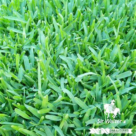 Instant quality results at searchandshopping.org! Sir Walter Buffalo Adelaide - Newtons Building & Landscape Supplies