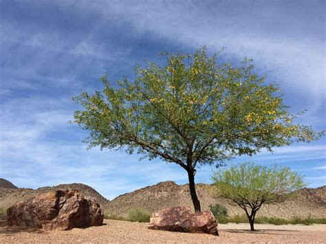 Types Of Desert Trees Choosing Trees For A Desert Climate