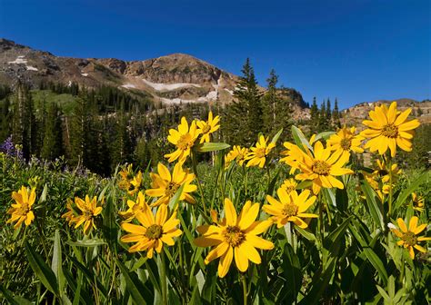 Yellow Mountain Wildflowers Utah Scenic Photography Clint Losee