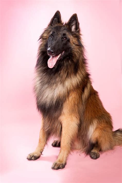 Tervueren Love Belgian Shepherd Dogs ♡ Tervueren — Credit Daisy