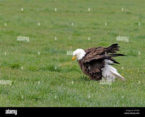 North American Eagle Hi Res Stock Photography And Images Alamy