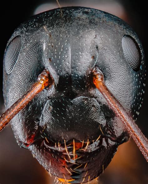 These Ultra Detailed Photos Of Ants Will Give You Nightmares Petapixel