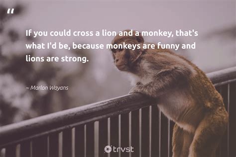 30 Monkey Ape Orangutan Quotes