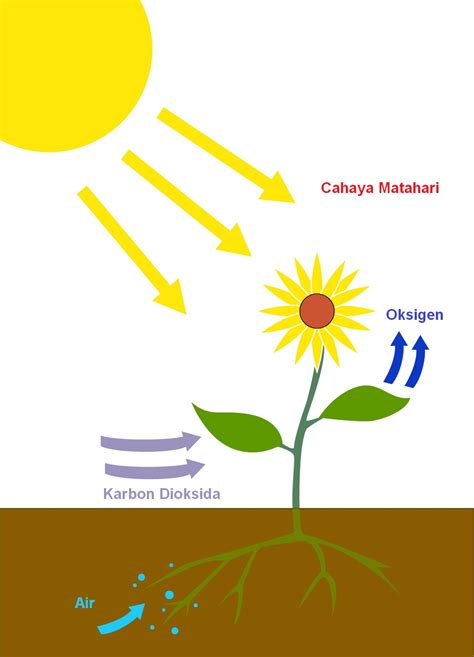 Proses Fotosintesis Pada Tumbuhan Sains Ph D