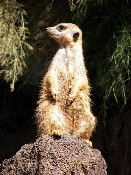 Meerkat Houston Zoo 0333 By Streboradnama On Deviantart